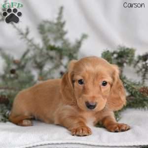Carson, Dachshund Puppy
