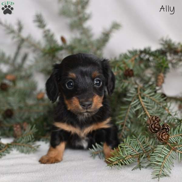 Ally, Dachshund Puppy