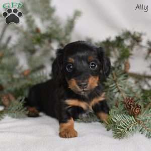 Ally, Dachshund Puppy
