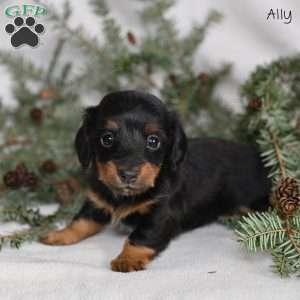 Ally, Dachshund Puppy