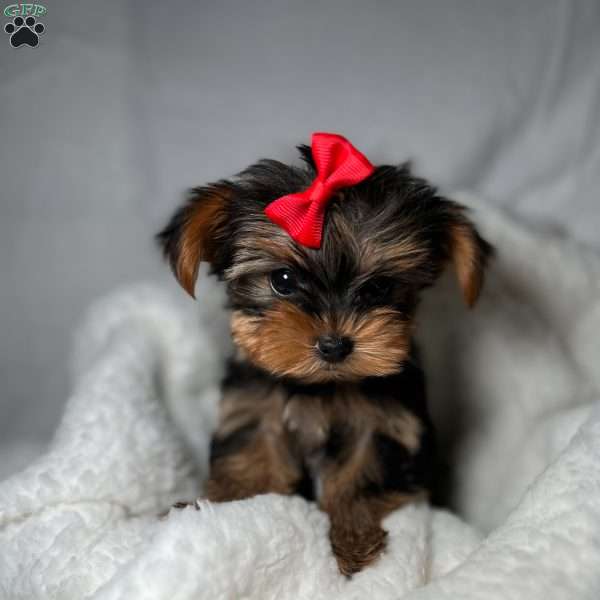 Teacup Fendi, Yorkie Puppy
