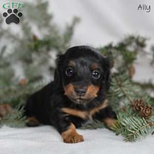 Ally, Dachshund Puppy