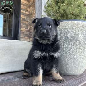 Bentley, German Shepherd Puppy