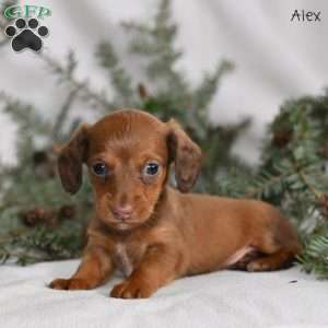 Alex, Dachshund Puppy