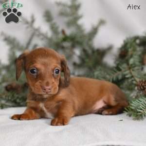 Alex, Dachshund Puppy