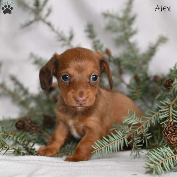 Alex, Dachshund Puppy