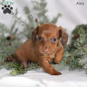 Alex, Dachshund Puppy