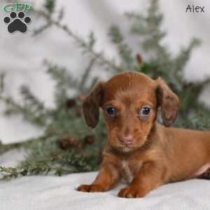 Alex, Dachshund Puppy
