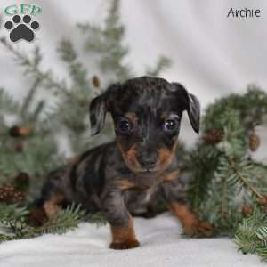Archie, Dachshund Puppy