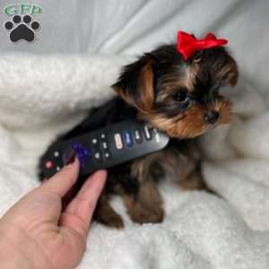 Teacup Fendi, Yorkie Puppy