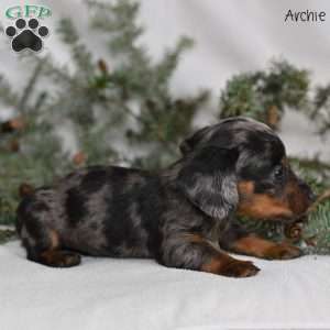 Archie, Dachshund Puppy