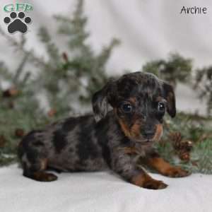 Archie, Dachshund Puppy