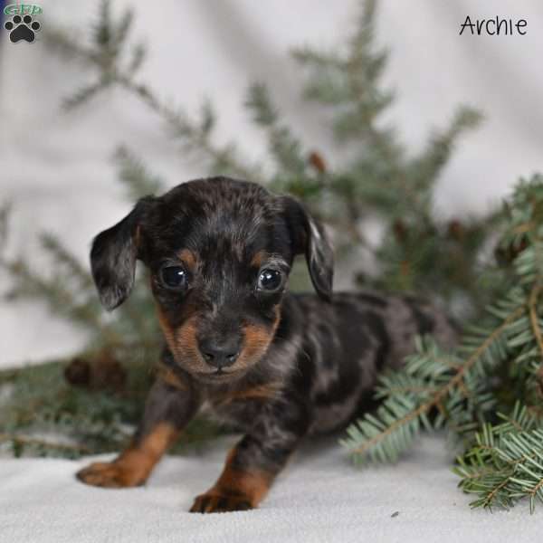 Archie, Dachshund Puppy