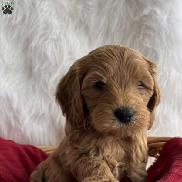 Holly, Mini Whoodle Puppy