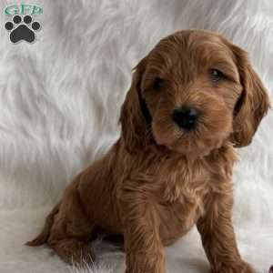 Holly, Mini Whoodle Puppy