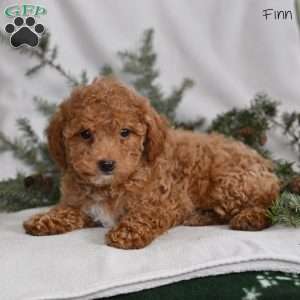 Finn, Miniature Poodle Puppy