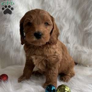 Holly, Mini Whoodle Puppy