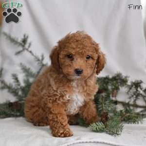 Finn, Miniature Poodle Puppy