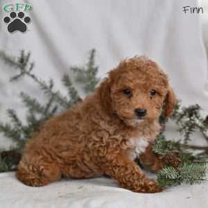 Finn, Miniature Poodle Puppy