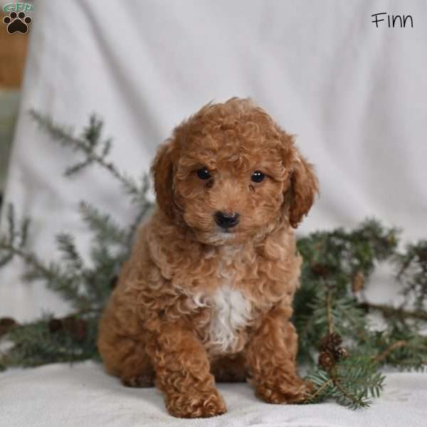 Finn, Miniature Poodle Puppy