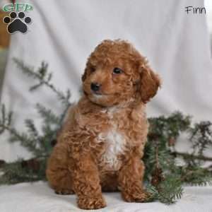 Finn, Miniature Poodle Puppy