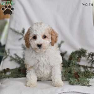 Faith, Miniature Poodle Puppy