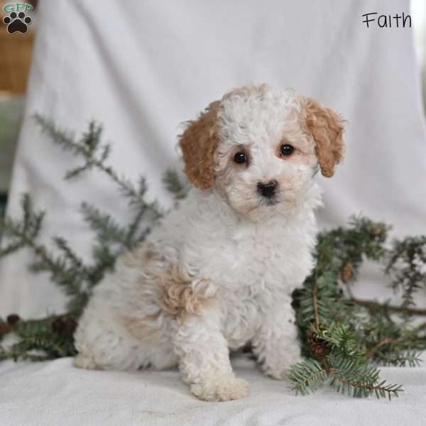 Faith, Miniature Poodle Puppy