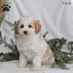 Faith, Miniature Poodle Puppy