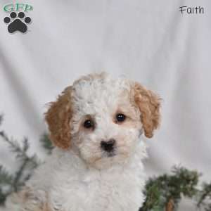 Faith, Miniature Poodle Puppy