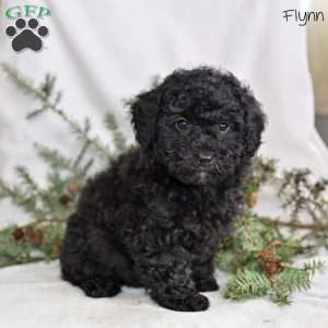 Flynn, Miniature Poodle Puppy