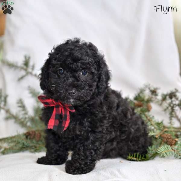 Flynn, Miniature Poodle Puppy