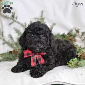 Flynn, Miniature Poodle Puppy