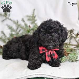 Flynn, Miniature Poodle Puppy