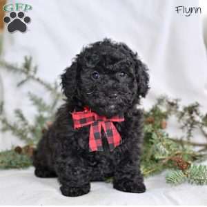 Flynn, Miniature Poodle Puppy
