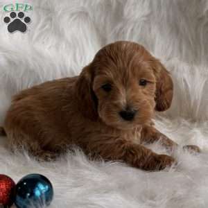 Hope, Mini Whoodle Puppy