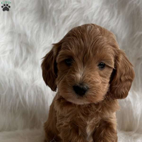 Hope, Mini Whoodle Puppy