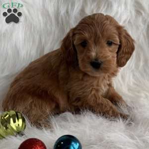 Hope, Mini Whoodle Puppy