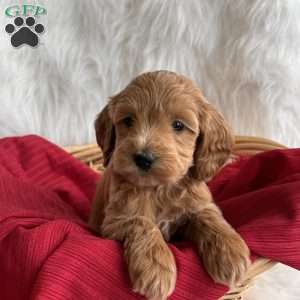 Hope, Mini Whoodle Puppy