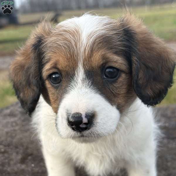 Pecan, Cavalier King Charles Mix Puppy