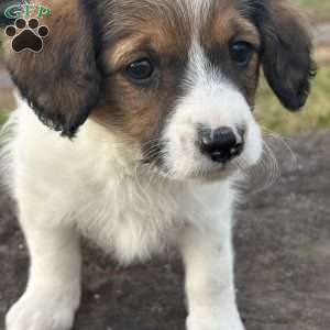 Pecan, Cavalier King Charles Mix Puppy