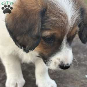 Pecan, Cavalier King Charles Mix Puppy