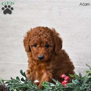 Adam, Miniature Poodle Puppy