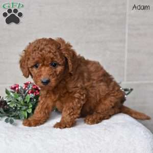 Adam, Miniature Poodle Puppy