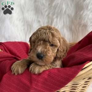 Merry, Mini Whoodle Puppy