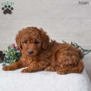 Adam, Miniature Poodle Puppy