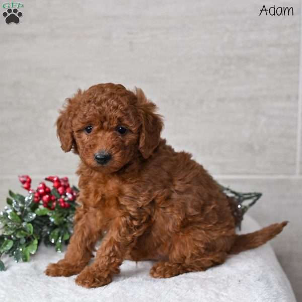Adam, Miniature Poodle Puppy