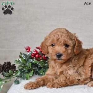 Ace, Miniature Poodle Puppy