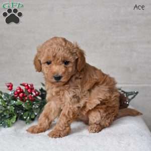 Ace, Miniature Poodle Puppy