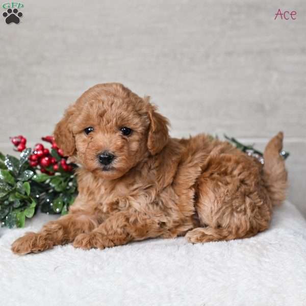 Ace, Miniature Poodle Puppy