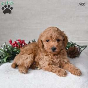 Ace, Miniature Poodle Puppy